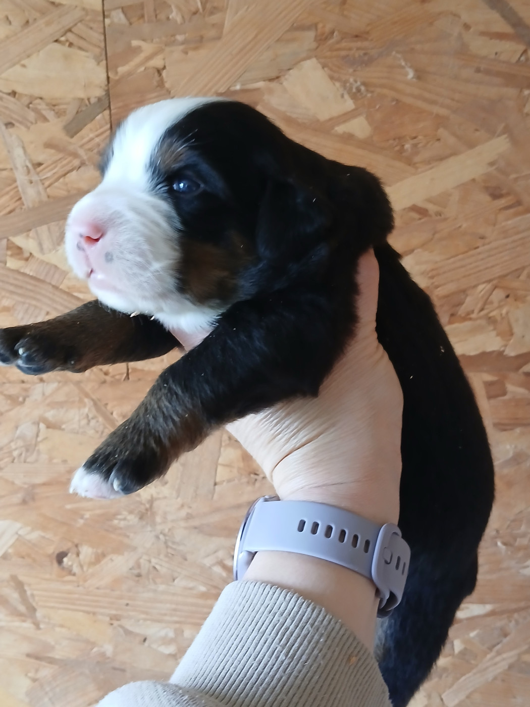 Chiot N°3 - Bouvier Bernois