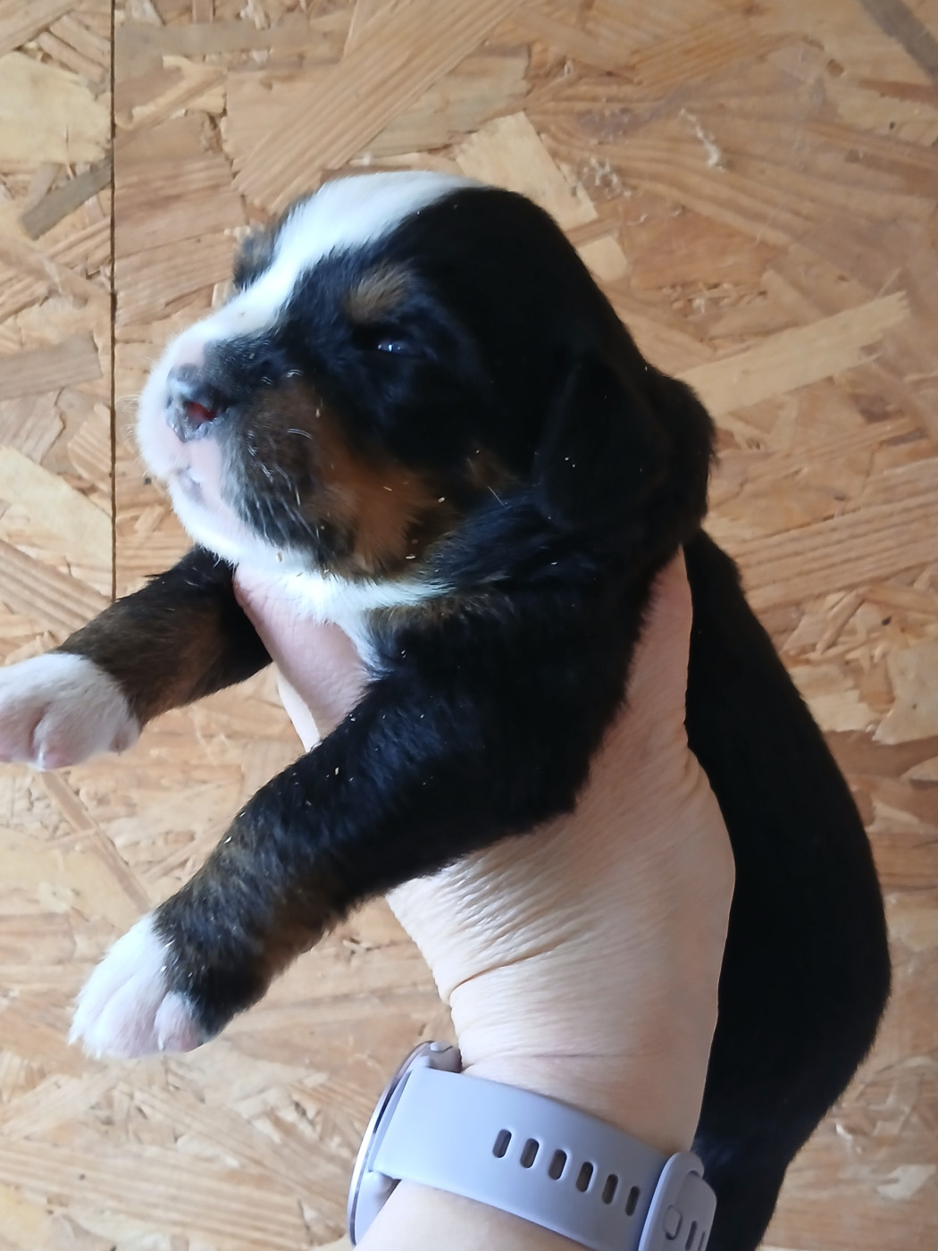 Chiot N°4 - Bouvier Bernois