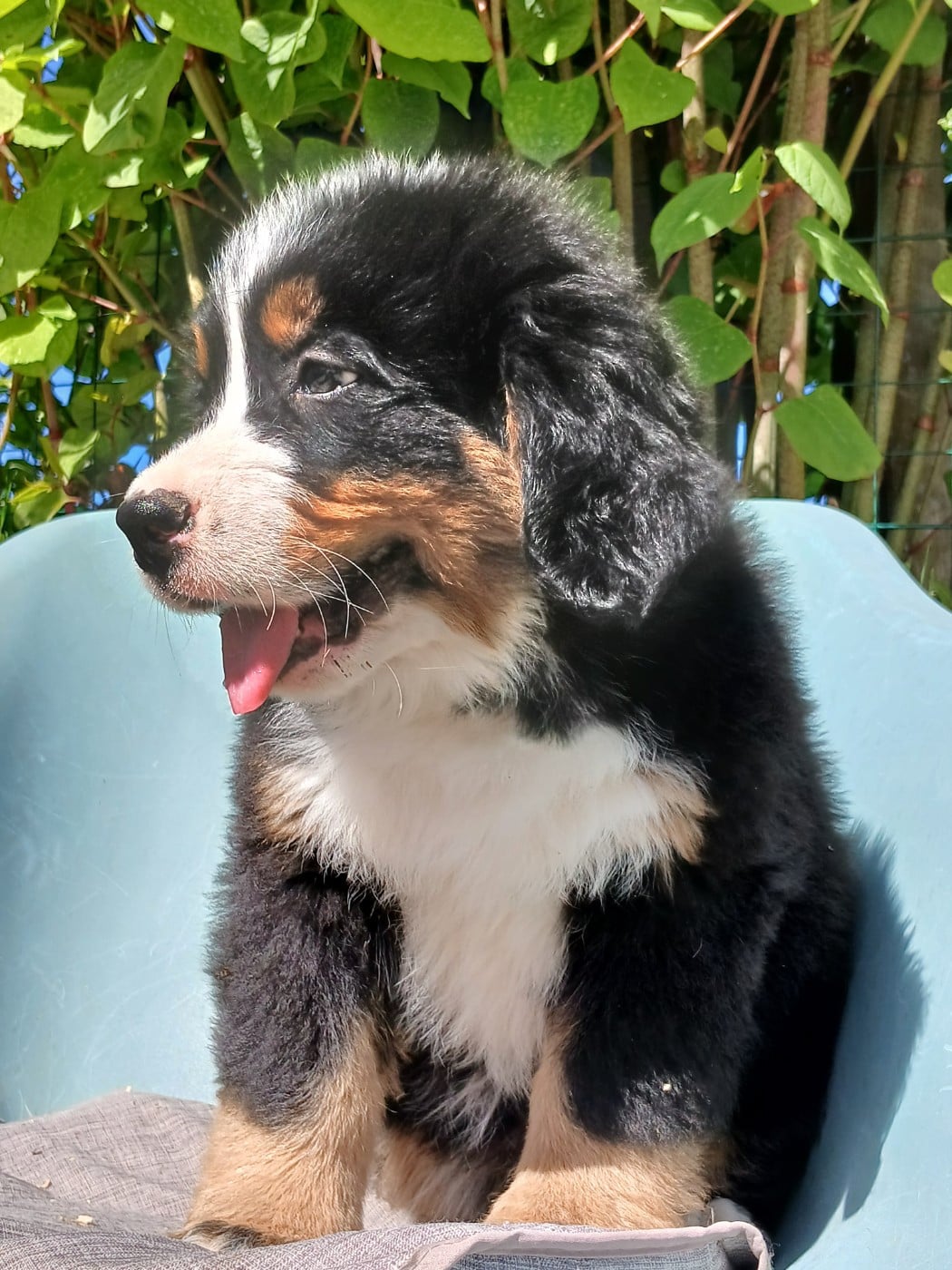 Chiot N°2 - Bouvier Bernois