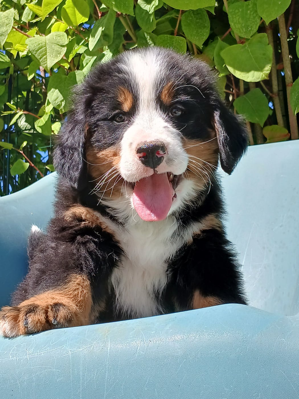 Chiot N°3 - Bouvier Bernois