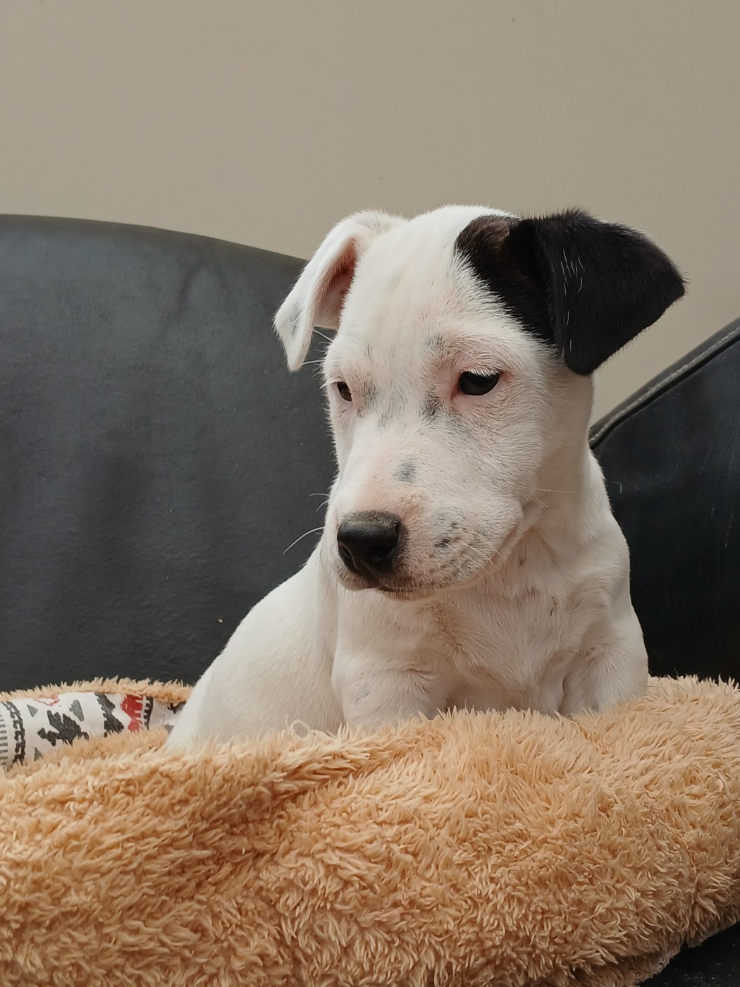 Chiot N°2 - Jack Russell Terrier