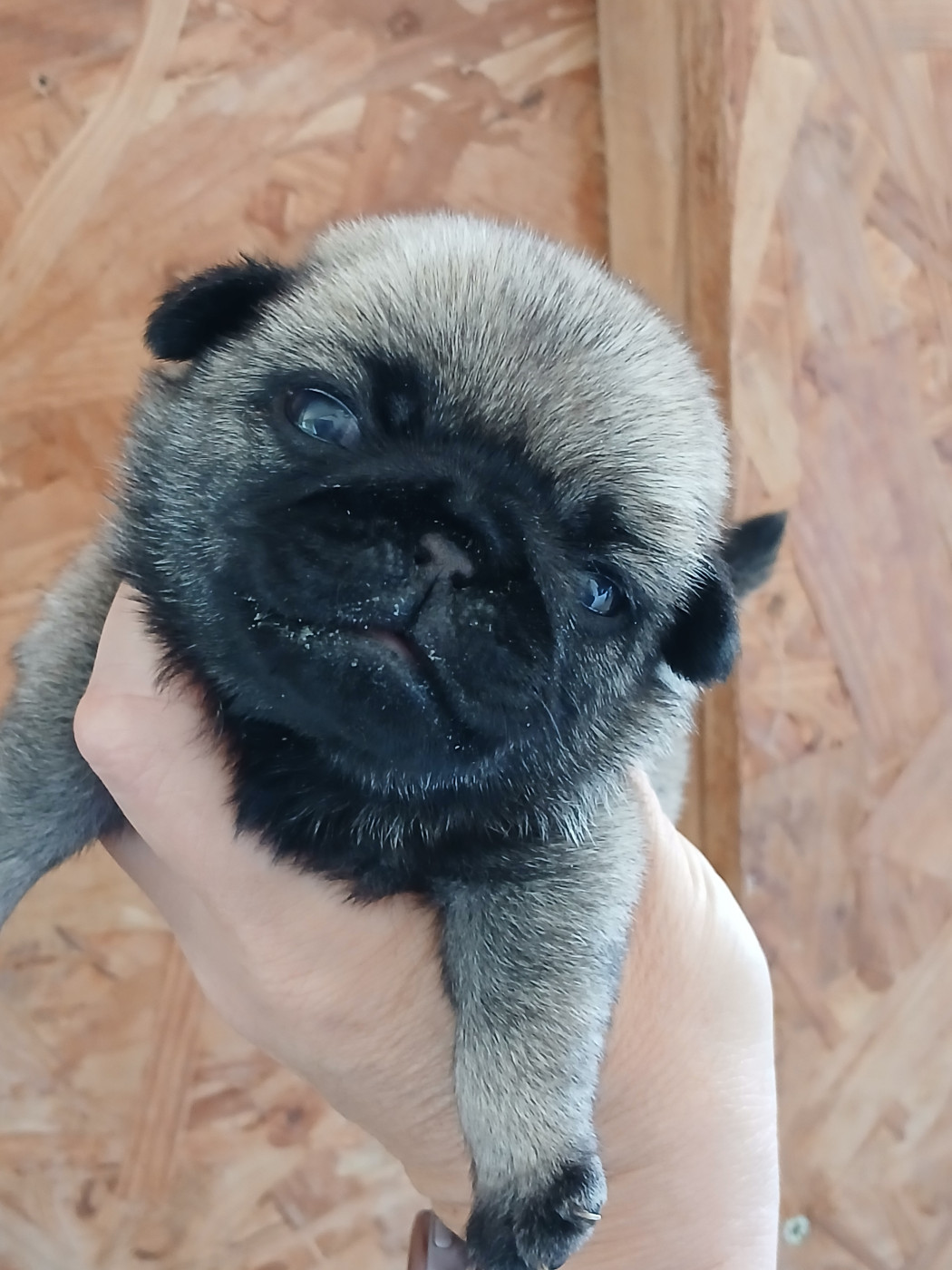 Chiot N°2 - Carlin