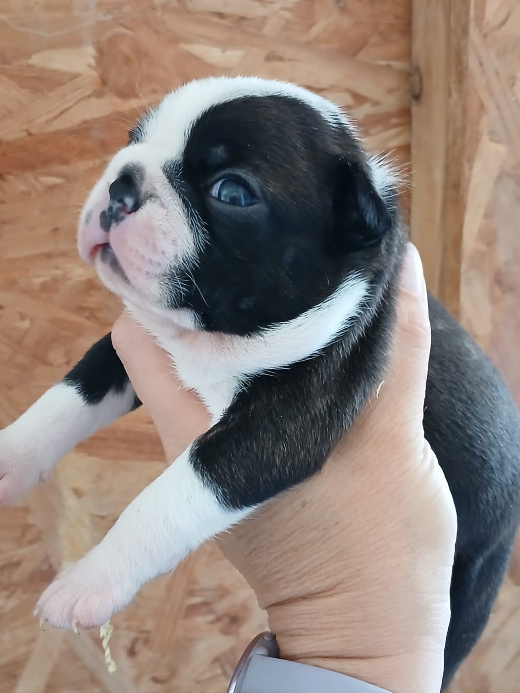 Chiot N°1 - Boston Terrier