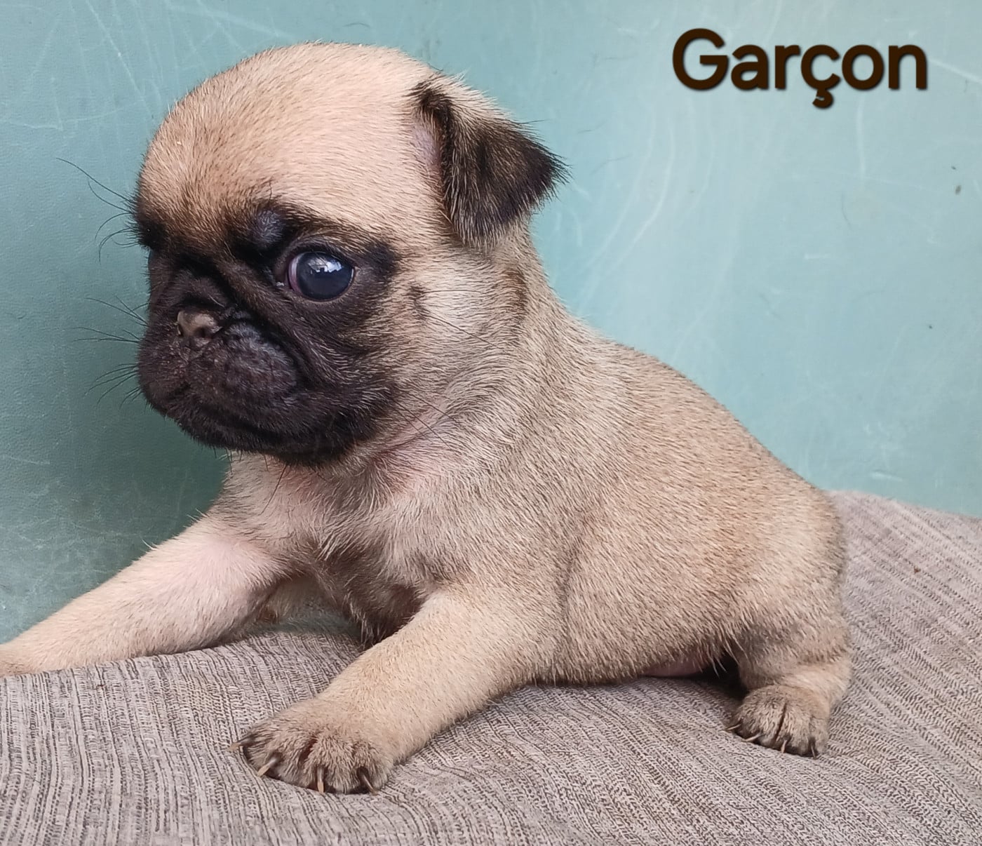 Chiot N°1 - Carlin