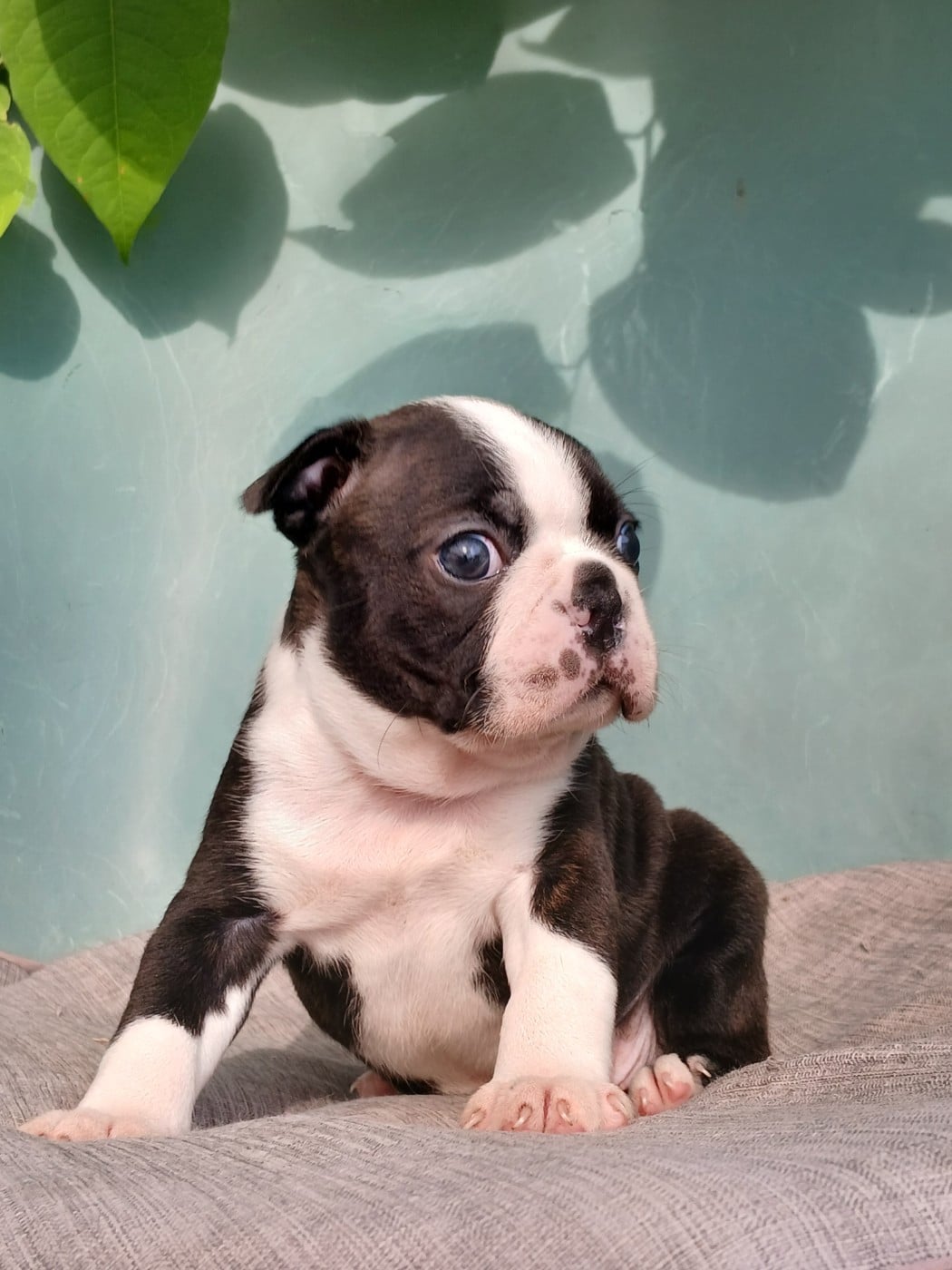 Chiot N°1 - Boston Terrier
