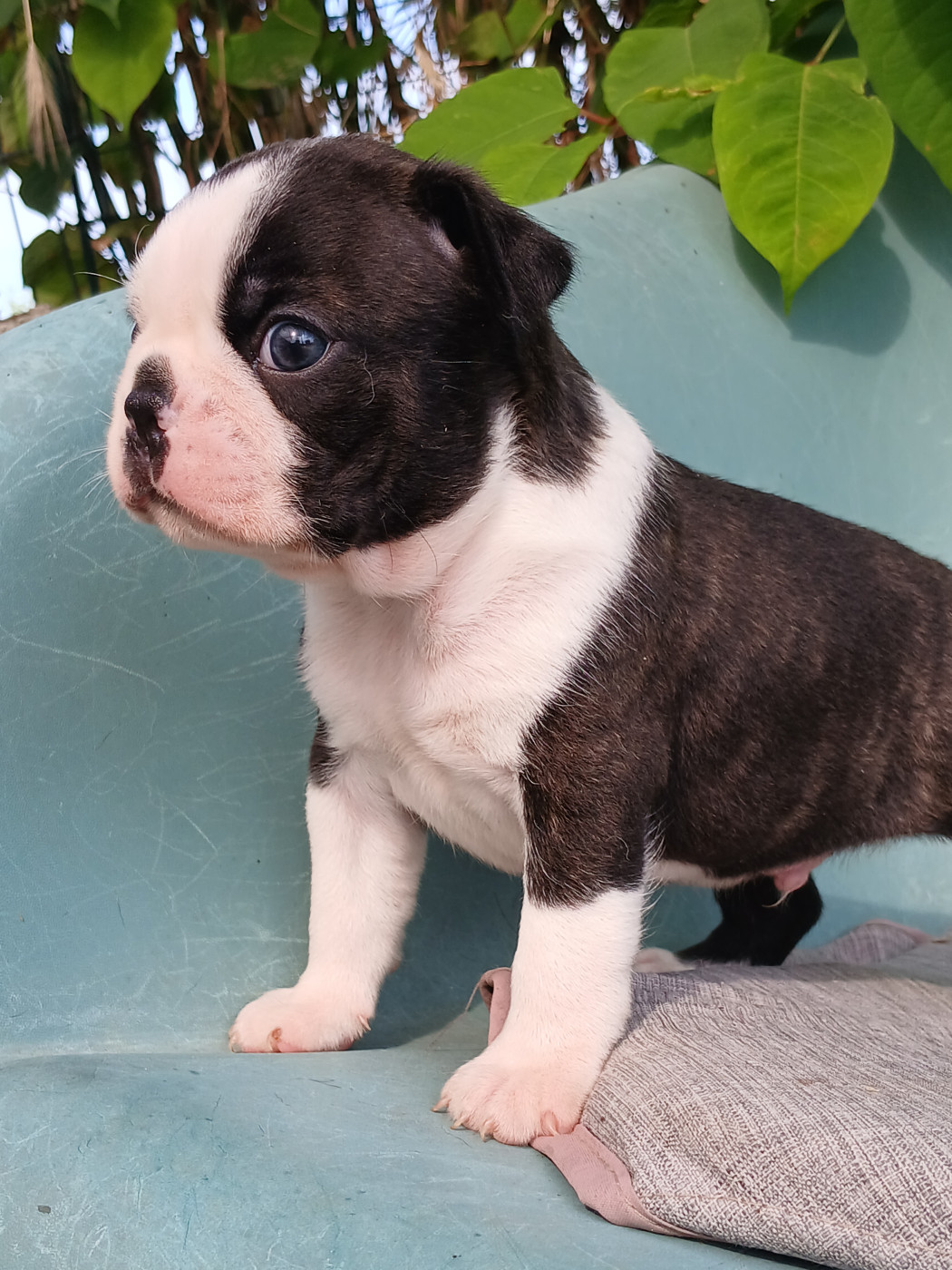 Chiot N°2 - Boston Terrier