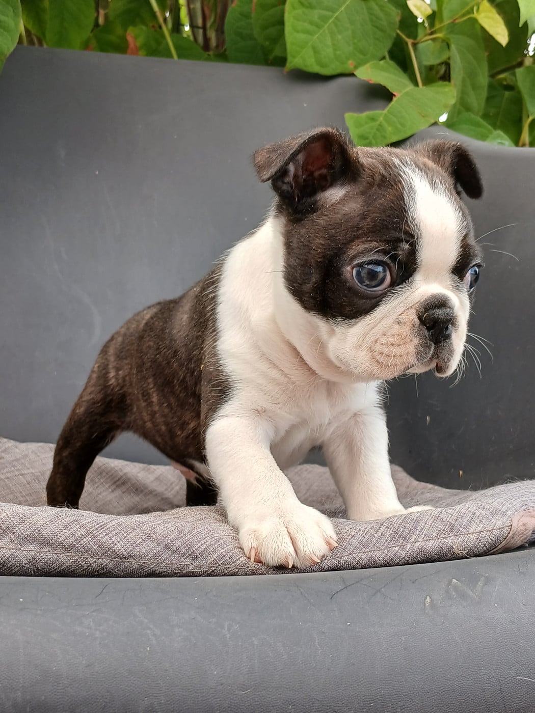 Chiot N°1 - Boston Terrier