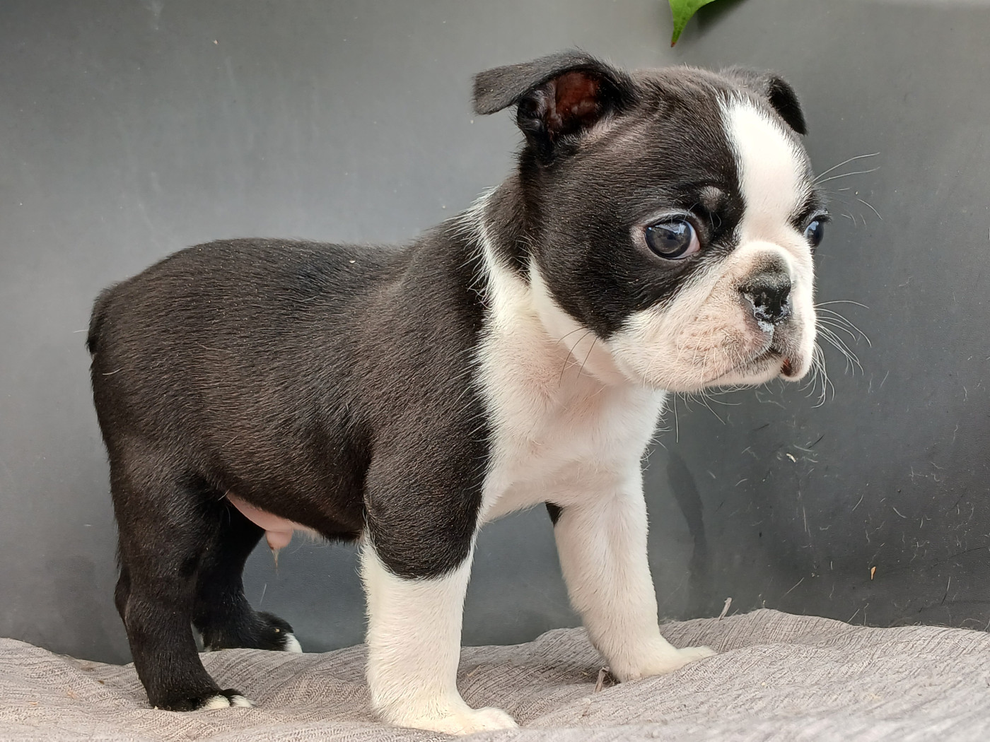 Chiot N°2 - Boston Terrier