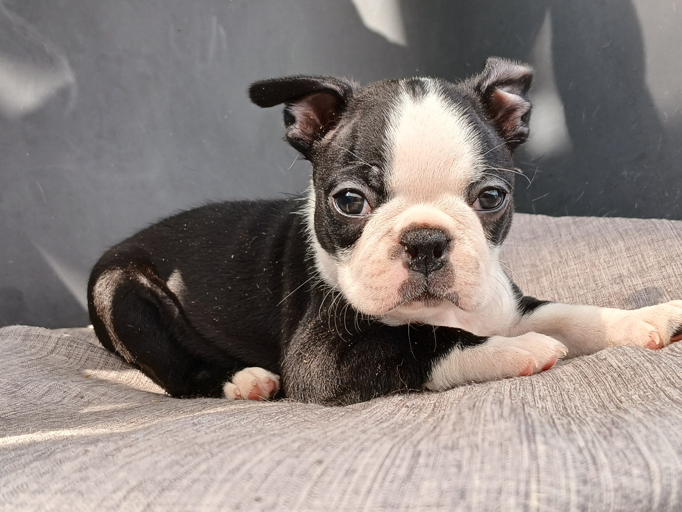 Chiot N°3 - Boston Terrier