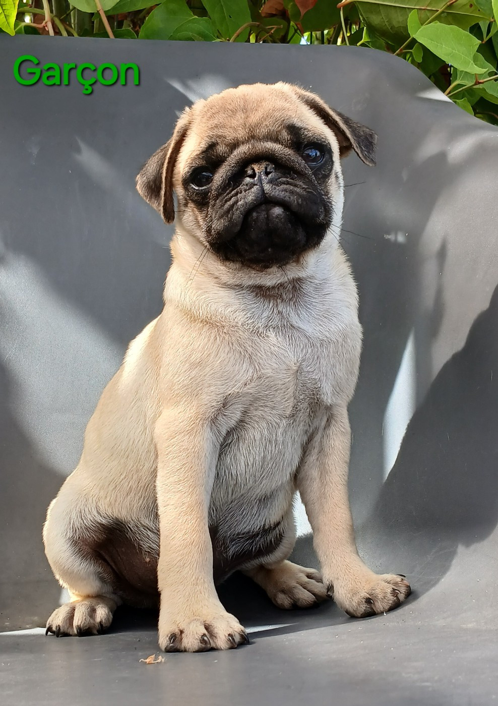 Chiot N°1 - Carlin