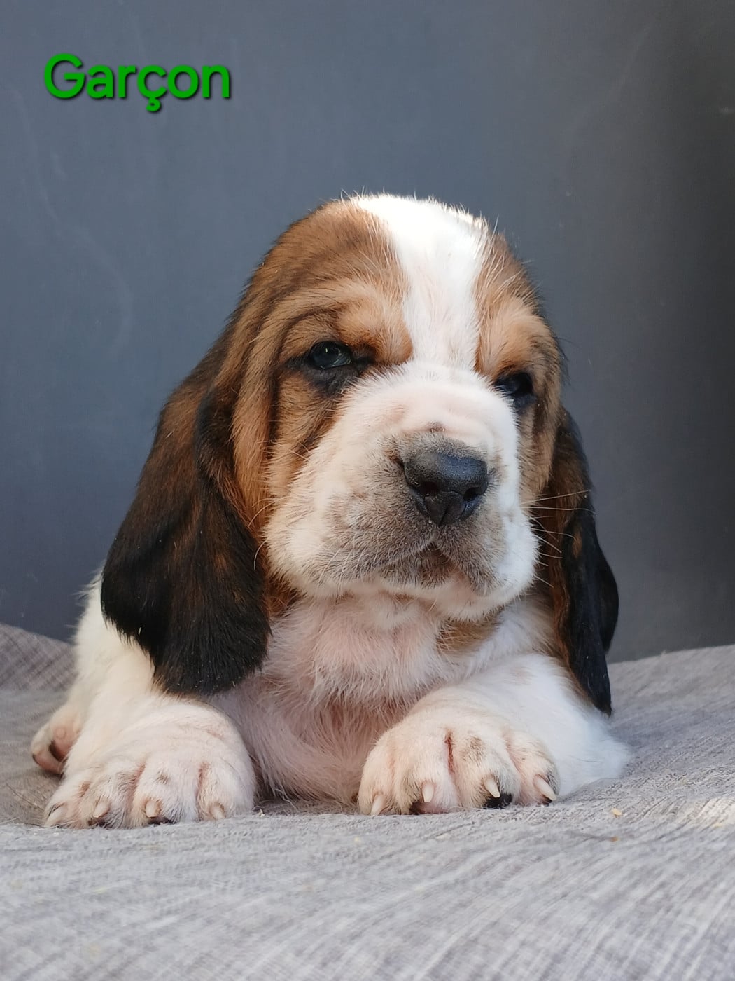 Chiot N°1 - Basset Hound