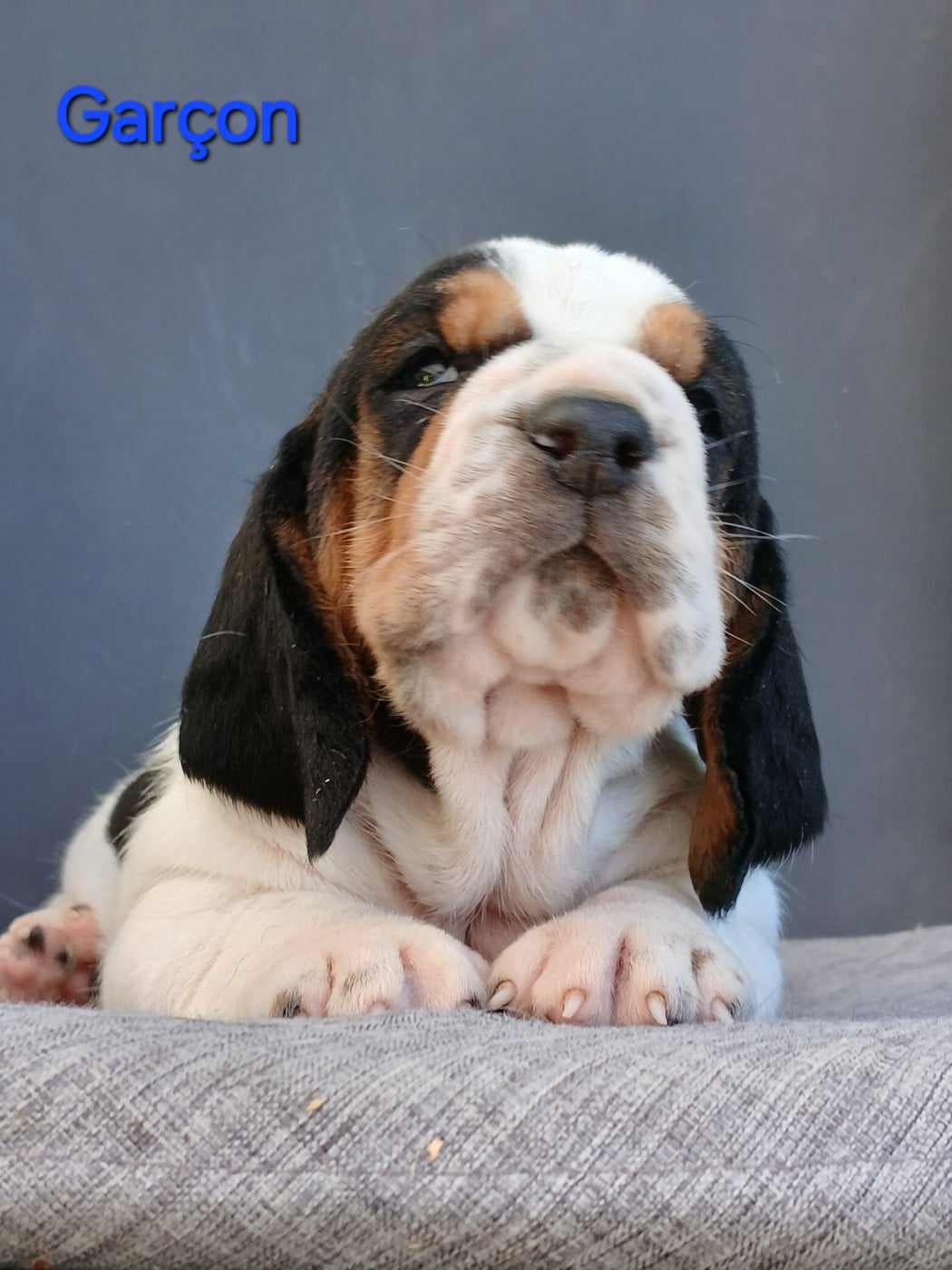 Chiot N°2 - Basset Hound