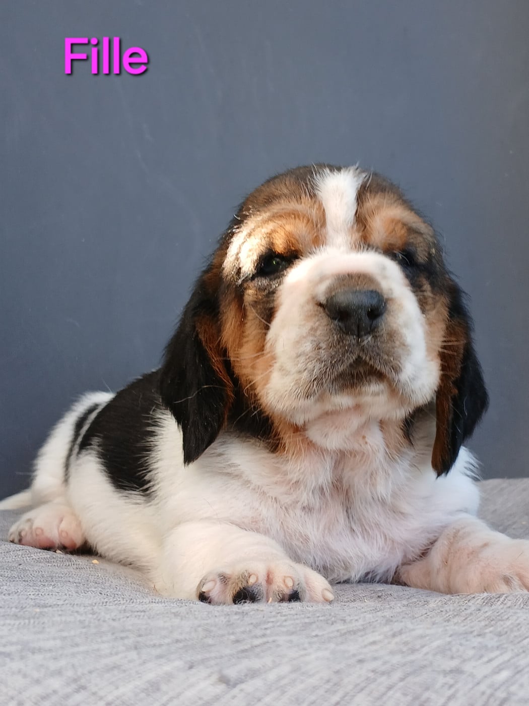 Chiot N°4 - Basset Hound