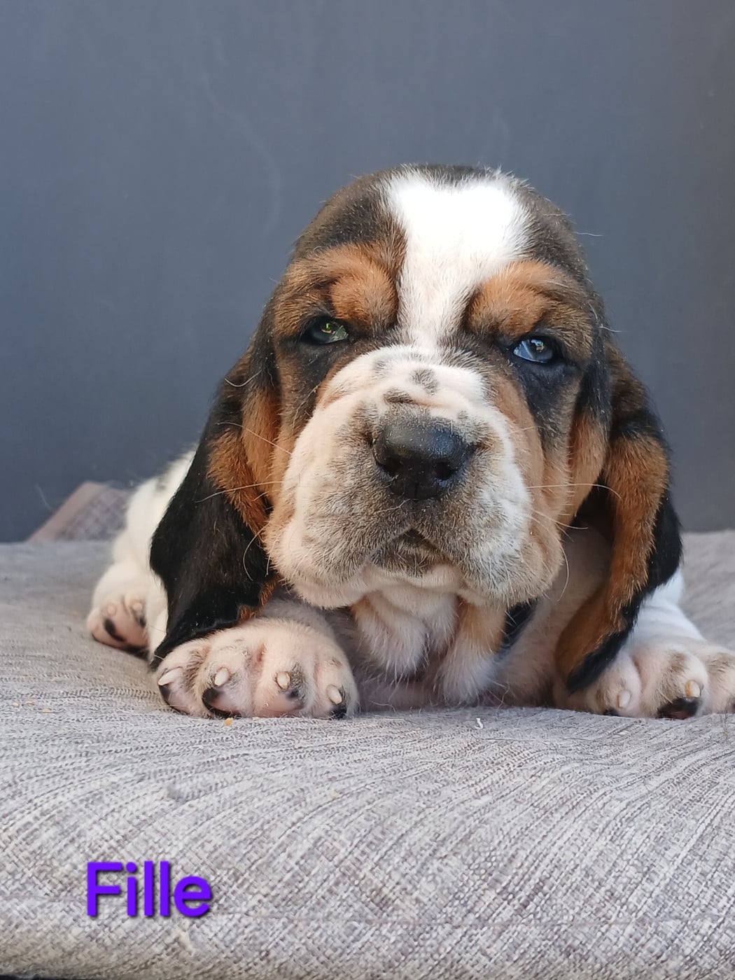 Chiot N°5 - Basset Hound