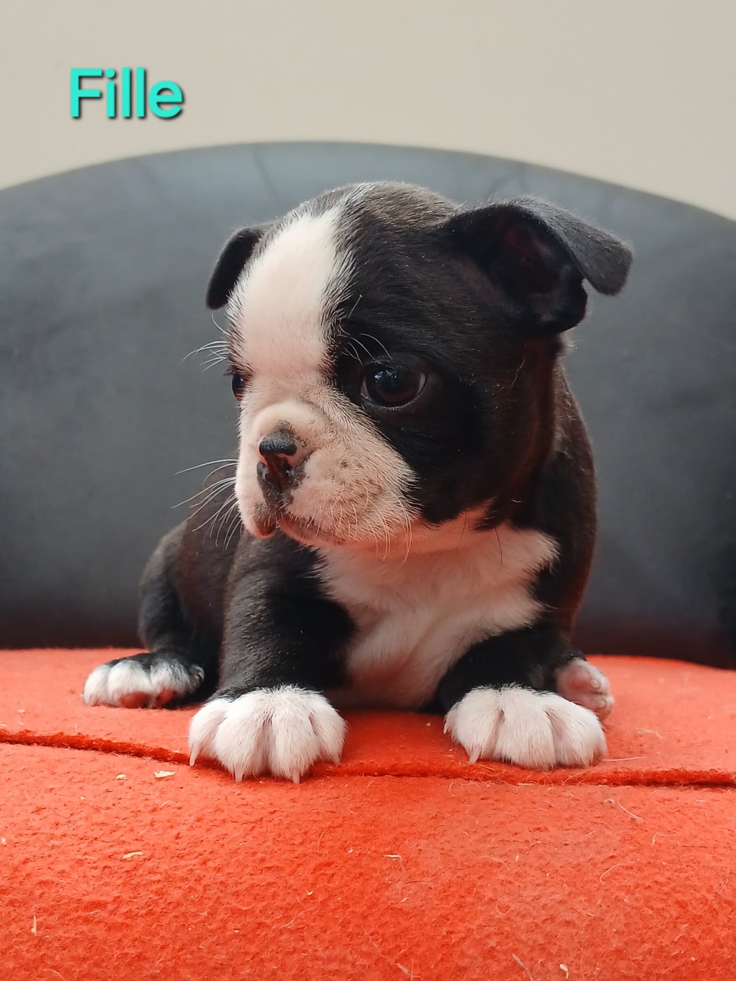 Chiot N°4 - Boston Terrier