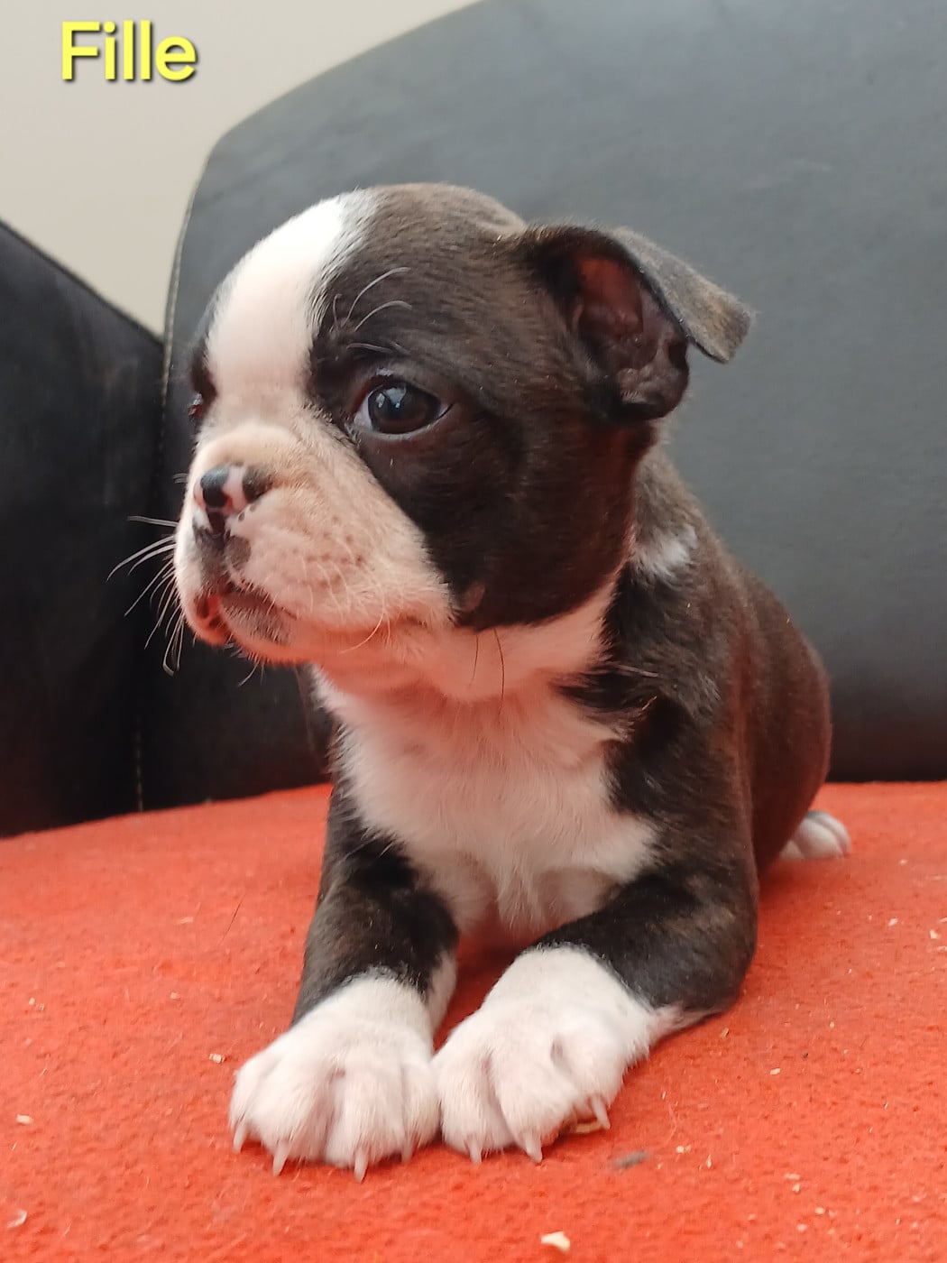 Chiot N°5 - Boston Terrier