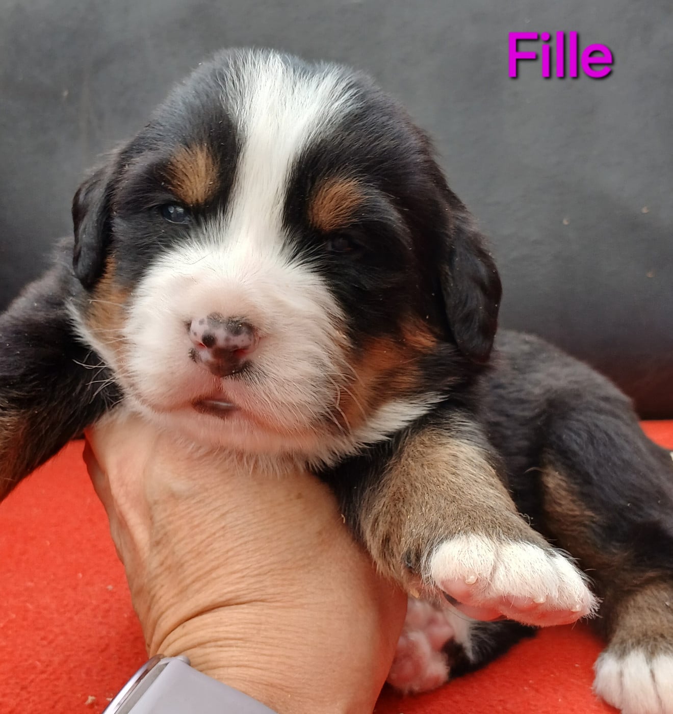 Chiot N°4 - Bouvier Bernois