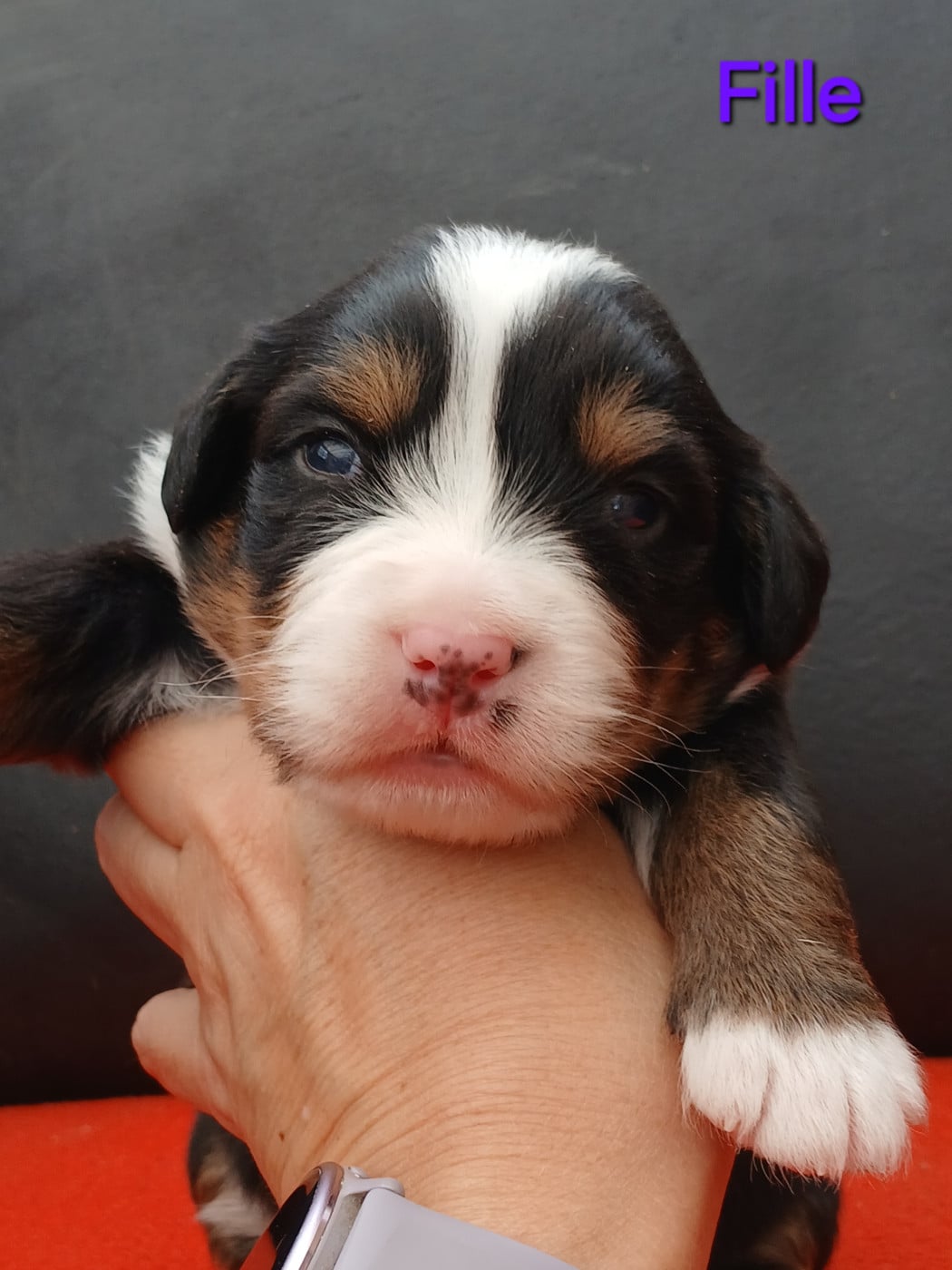 Chiot N°5 - Bouvier Bernois