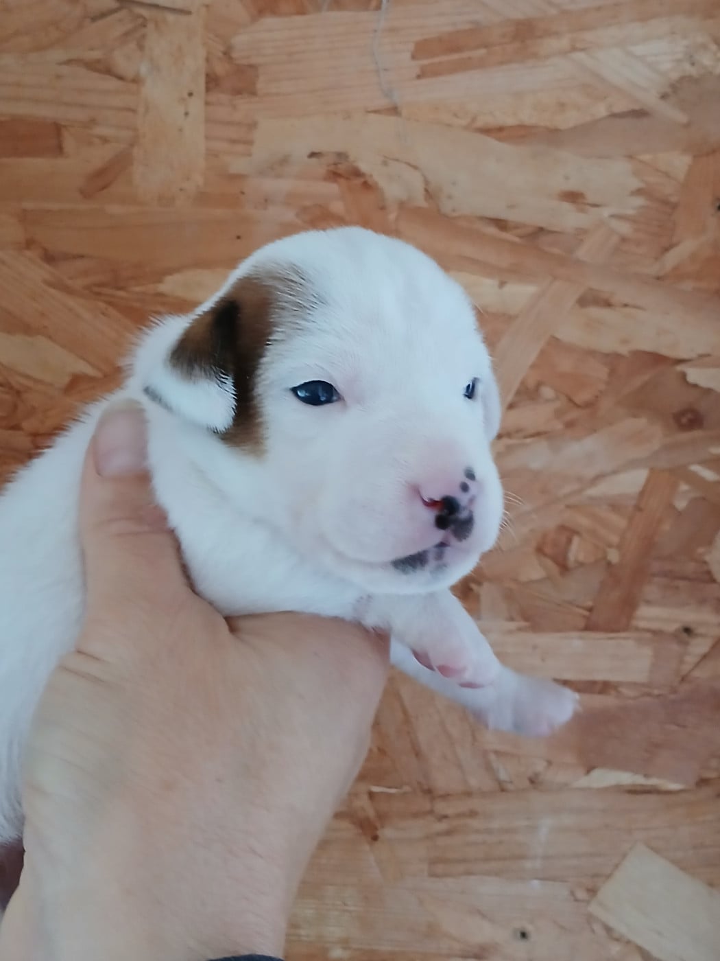 Chiot N°3 - Jack Russell Terrier