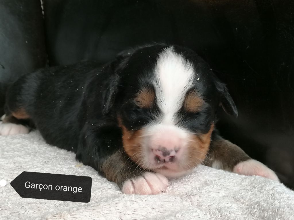 Chiot Elevage Du Domaine De La Rocherie Eleveur De Chiens Bouvier Bernois