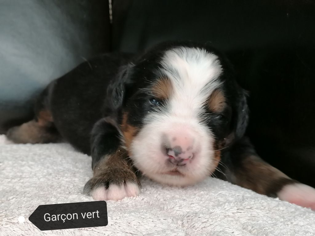Chiot Bouvier bernois, Chiot Vert, mâle disponible en