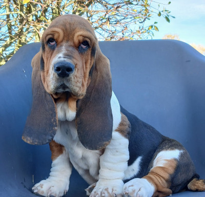 Les chiots de Basset Hound
