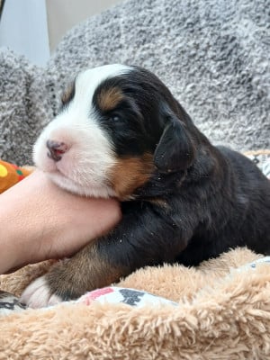 Les chiots de Bouvier Bernois