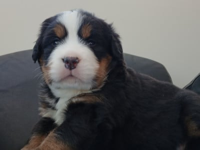 Les chiots de Bouvier Bernois