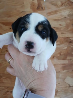 Les chiots de Jack Russell Terrier