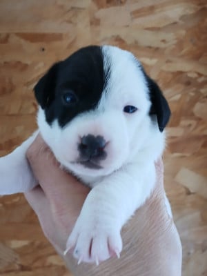 Les chiots de Jack Russell Terrier