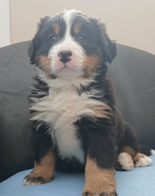 Les chiots de Bouvier Bernois