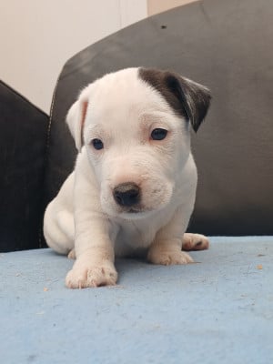 Les chiots de Jack Russell Terrier