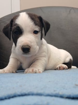Les chiots de Jack Russell Terrier