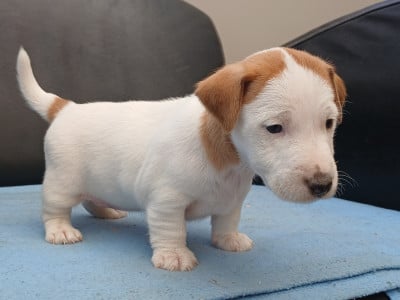 Les chiots de Jack Russell Terrier