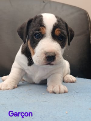 Les chiots de Jack Russell Terrier
