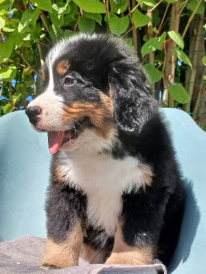 Les chiots de Bouvier Bernois