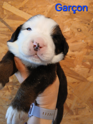 Les chiots de Bouvier Bernois