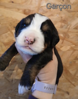 Les chiots de Bouvier Bernois