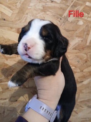 Les chiots de Bouvier Bernois