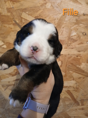 Les chiots de Bouvier Bernois