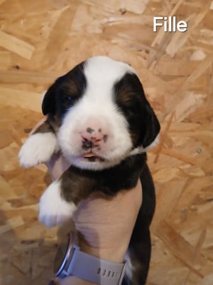 Les chiots de Bouvier Bernois