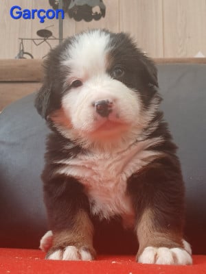 Les chiots de Bouvier Bernois