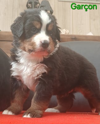 Les chiots de Bouvier Bernois