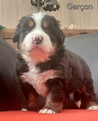 Les chiots de Bouvier Bernois