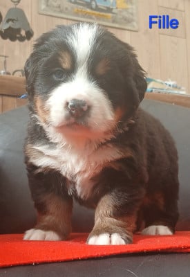 Les chiots de Bouvier Bernois