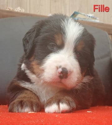 Les chiots de Bouvier Bernois