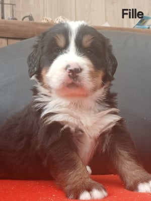 Les chiots de Bouvier Bernois