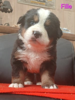 Les chiots de Bouvier Bernois