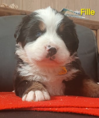 Les chiots de Bouvier Bernois