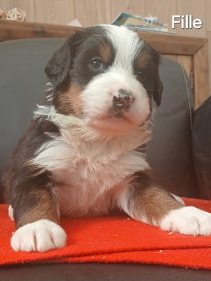 Les chiots de Bouvier Bernois